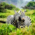 Two zebras in vibrant greenery showcasing African wildlife in their natural habitat.