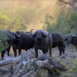 A herd of African Buffalo (Syncerus caffer) in Kruger Park, South Africa, amidst lush greenery.